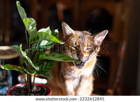 A pet Abyssinian cat being mischievous, biting a leaf of a house plant Royalty-Free Stock Photo #2232612845