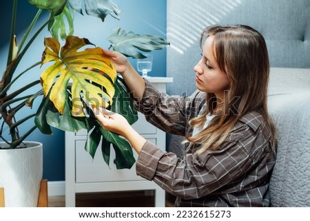 Young upset, sad woman examining dried dead foliage of her home Monstera plant. Houseplants diseases. Diseases Disorders Identification and Treatment, Houseplants sun burn. Damaged Leaves Royalty-Free Stock Photo #2232615273
