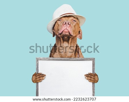 Lovable, pretty puppy, sun hat and sign for inscription. Close-up, indoors, studio photo. Day light. Concept of care, education, obedience training and raising pet