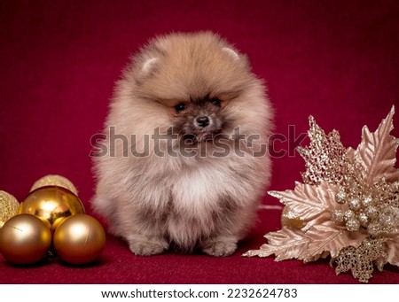 Fluffy puppy sits among christmas decorations. The breed of the dog is the Pomeranian