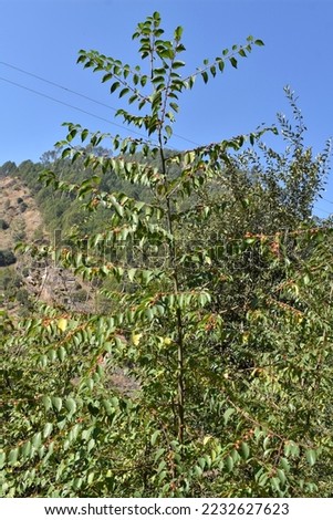 A small tree of Berry in kashmir