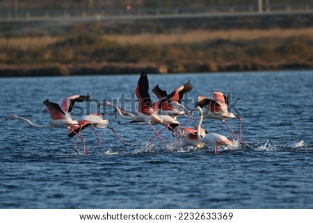 Flamingos in Nature in Kaz Mountains