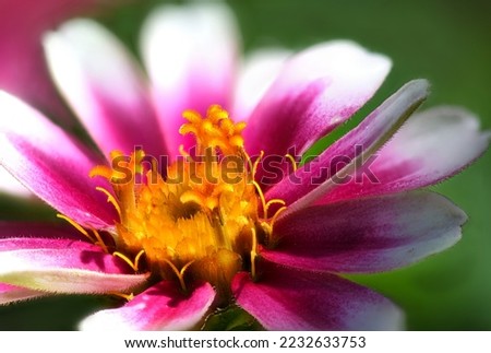 Yellow, White and Pink Flower Close up