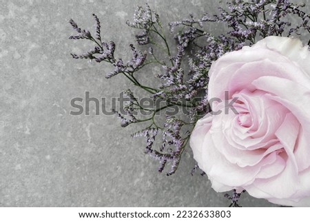 beautiful close up pink rose 