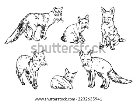 Set of realistic sketches of foxes. Doodle of forest wild animals. Hand drawn vector illustration. Clip arts collection isolated on white.