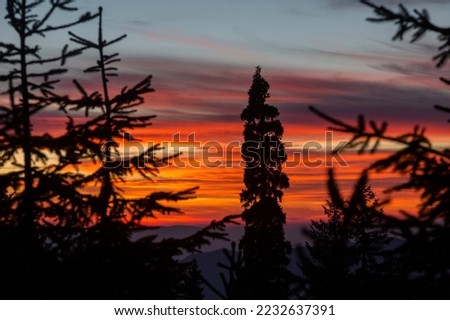 Silhouettes of Christmas trees and spruce trees in the pink-orange light of the setting sun. Dramatic sky and clouds in the mountains