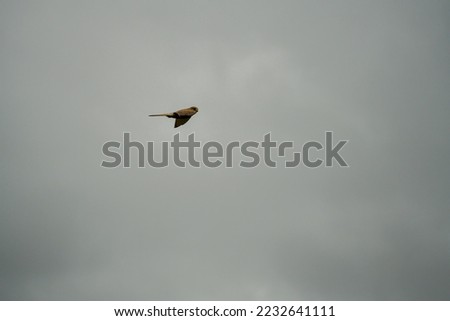 detailed close up of a kestrel (Falco tinnunculus) bird raptor hovering, scanning for prey