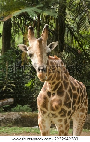 Closeup giraffe against background of trees