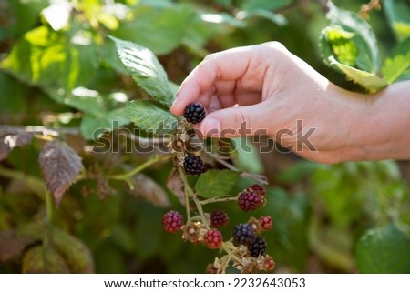 Foraging for ripe blackberries in the British Hedgerows during the late summer sun. Free wild organic food for healthy diet. Shallow depth of field with womans hand picking the fruit.