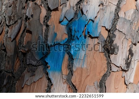 Close up of tree bark, furrows evident, blue paint spot on trunk.