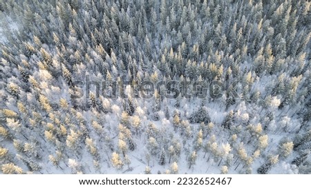 Lapland, Scandinavia in winter. Aerial view of winter forest covered in snow, drone photography - panoramic image of Beautiful frosty trees, Christmas time, Happy new year.