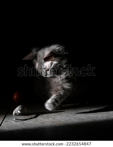 Cute gray cat playing with it's toy on the black backgound.