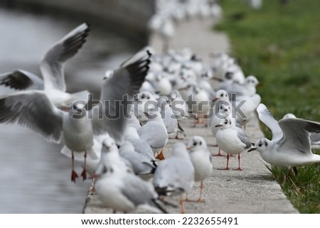 Flock of Seagulls by the Çanakkale River