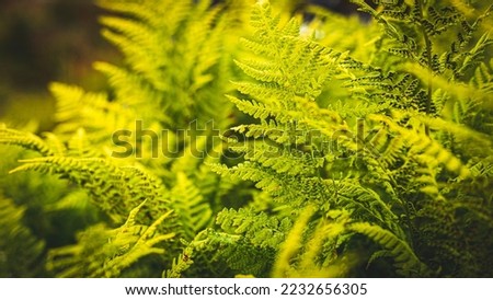 Branches of ferns in Norway in the mountains. The yellow-green stems and openwork leaves of the fern fill the entire frame. Close up. Blurred background. Light vignetting.  