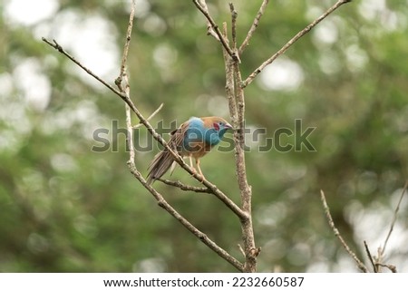 Red cheeked cordon bleu in the Murchison Falls National park. Uraeginthus bengalus on the branch. Blue bird with red stain on head.Red cheeked cordon bleu in the garden. Ornithology in Uganda.