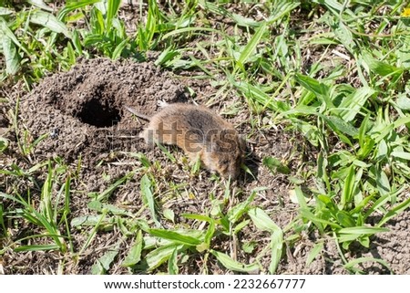 A dead vole in the field next to a hole. copy space Royalty-Free Stock Photo #2232667777