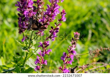 Brown butterfly on a meadow sage.