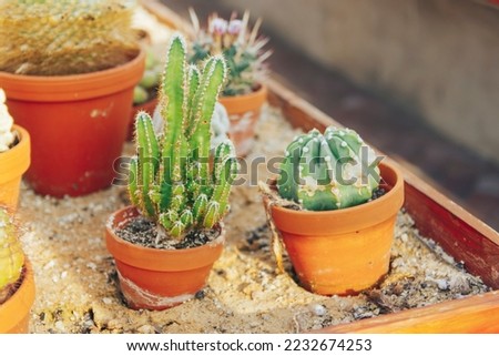 Cactus succulent plantation at nursery, Small cactus in container for sale.