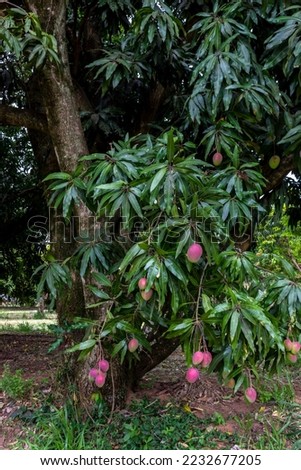 Mango trees with close-up view of fruits called mangoes, in Brazil