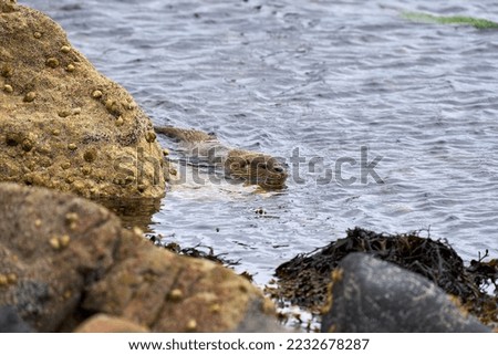 Eurasian Otter swimming along a Scottish Coastline, Shetland Mainland                    