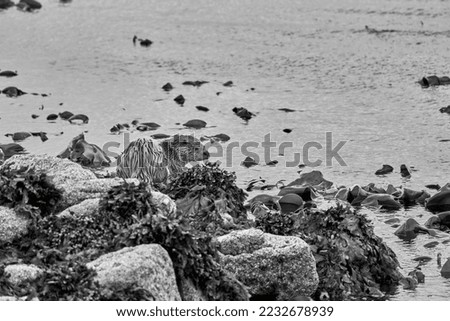 Eurasian Otter along the water's edge of a Scottish Coastline, Shetland Mainland
