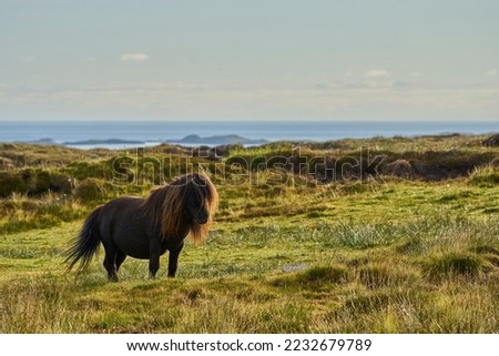 Shetland Pony portraits, photo taken on Shetland Mainland Royalty-Free Stock Photo #2232679789