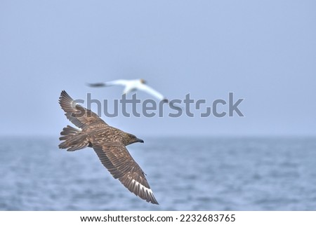 Great Skua bird flying over the water, Shetland, Scotland