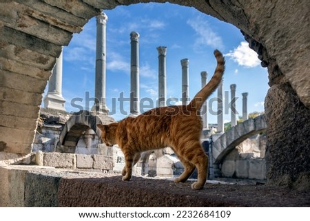 Izmir Turkey November 2022 Smyrna Agora. The remains of the old market place were unearthed. yellow cute cat is walking around the old town. Agora is located in the center of Izmir. Royalty-Free Stock Photo #2232684109