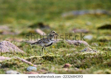Isolated Golden Pover bird found in the sub artic islands of Shetland, Scotland