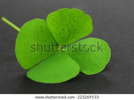 Four Leaf Clover leaf on gray surface