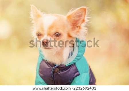 Chihuahua puppy on a walk. A white and red chihuahua dog in a blue jacket.