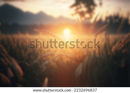 beautiful sunrise in the rice field blur background.A Golden Sunrise With a Beautiful Sheaf Of Rice Tree. Blur Background. A Beautiful Rice Field  Morning Shinny Sky.  for copy space design assets  
