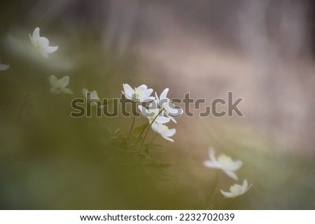 Spring tender background with blooming amur anemone (Anemone amurensis) flowers. Horizontal photo with space for text