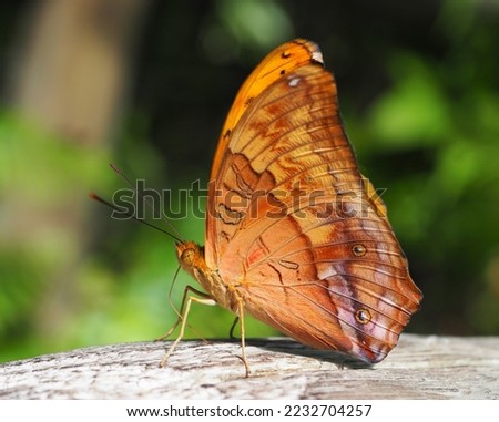 Cruiser butterfly, Vindula arsinoe, isolated speciment viewed from side closeup showing wings, scales, moutparts. Royalty-Free Stock Photo #2232704257
