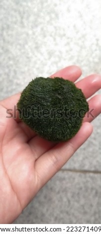 a hand holds marimo moss ball, an algae that comes from lakes in Japan, on a blurred background.