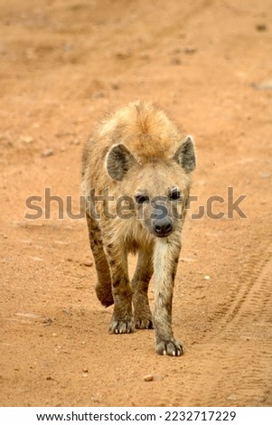 Spotted hyena in Masai Mara National Reserve in Kenya