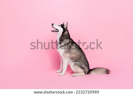 Photo portrait of funny excited alaskan sled dog sitting floor curious look empty space isolated pink color background