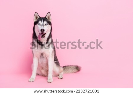 Photo portrait of charming funny alaskan sled dog sitting floor breathing tongue out empty space isolated pink color background