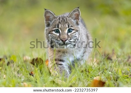 Staring Contest with a Bobcat

Face to face with a young adolescent bobcat (Lynx rufus).  The small cat stalks its prey, focused and waiting to pounce.

Taken in controlled conditions Royalty-Free Stock Photo #2232735397