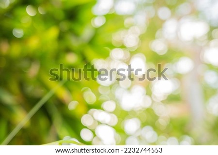 Nature abstract background Green leaves blurred, are green bokeh that selects the focus of the leaves from the tree to blur.