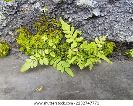 pteridophyte is a vascular plant that disperses spores. Because pteridophytes produce neither flowers nor seeds, they are sometimes referred to as "cryptogams. Royalty-Free Stock Photo #2232747771