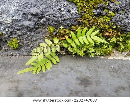pteridophyte is a vascular plant that disperses spores. Because pteridophytes produce neither flowers nor seeds, they are sometimes referred to as "cryptogams. Royalty-Free Stock Photo #2232747889