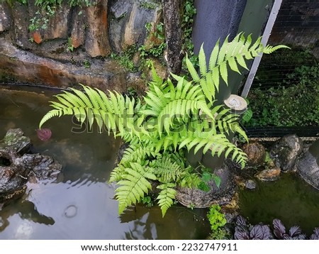 pteridophyte is a vascular plant that disperses spores. Because pteridophytes produce neither flowers nor seeds, they are sometimes referred to as "cryptogams. Royalty-Free Stock Photo #2232747911