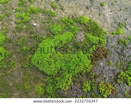 Plant Lichens (Lichenes) are low-level plants that enter the Division Thallophyta which is a symbiotic plant between Fungi and Algae.