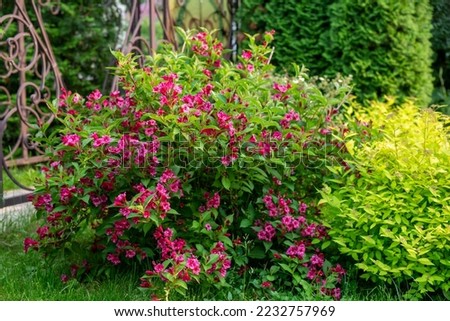 blooming purple veigela in the garden Royalty-Free Stock Photo #2232757969