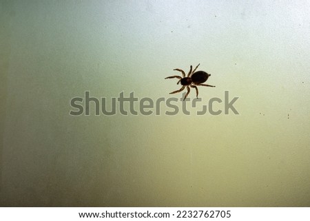 silhouette of a spider on the window pane