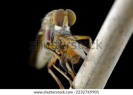 Mini robber fly with prey