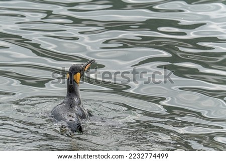 swimming king penguin (APTENODYTES PATAGONICUS) in the water