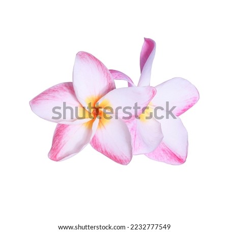 Plumeria or Frangipani or Temple tree flower. Close up pink frangipani flowers bouquet isolated on white background.