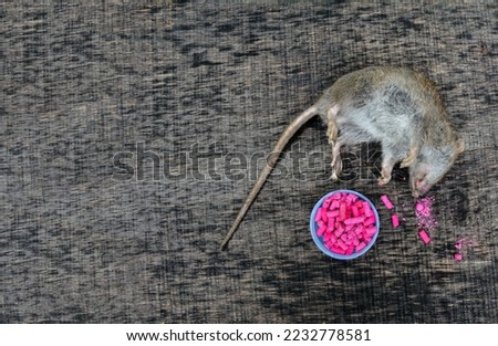 Redhead Rat poisoned by toxic bait .Rat Poison Pellets Granules for Killing Rodent Pest Mouse Left on Basement Floor Parallax .A common wild mouse found dead stuck to a rodent glue trap . Royalty-Free Stock Photo #2232778581